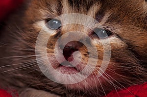 Neonate kitten photo