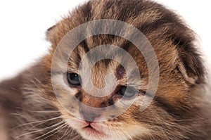 Neonate kitten