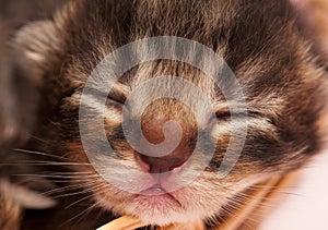 Neonate kitten