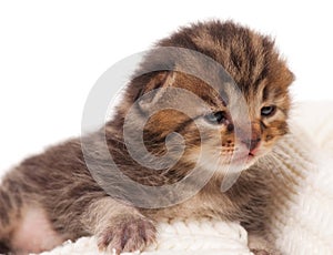 Neonate kitten photo