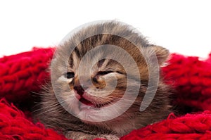 Neonate kitten