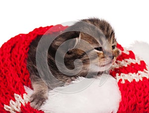 Neonate kitten