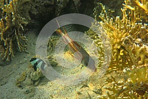 Neoniphon Sammara, The Sammara Squirrelfish, also known as the blood-spot squirrelfish, slender squirrelfish, spotfin squirrelfish photo