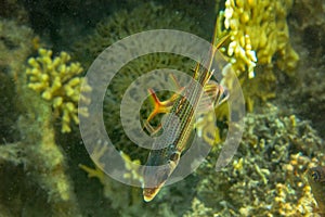 Neoniphon Sammara, The Sammara Squirrelfish, also known as the blood-spot squirrelfish, slender squirrelfish, spotfin squirrelfish photo