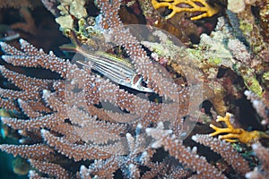 Fish of the Red Sea, Neoniphon sammara photo