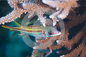 Fish of the Red Sea, Neoniphon sammara photo