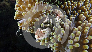 Neopetrolisthes maculatus or Spotted Porcelain Crab photo