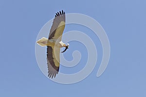 Neophron percnopterus, Egyptian Vulture