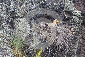 Neophron percnopterus, Egyptian Vulture