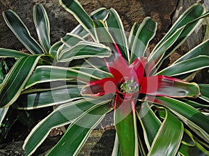 Neoregelia bromeliad