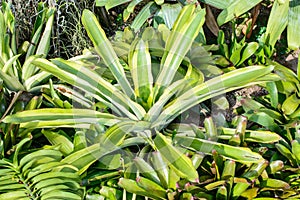 Neoregelia Bromeliad plant in garden