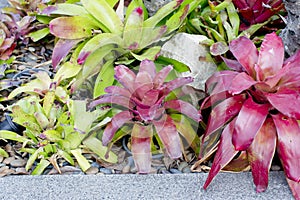 Neoregelia Bromeliad plant in garden.