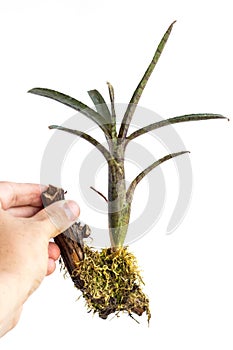 Neoregelia, a bromeliad plant, planted on a piece of wood, isolated on a white background. Epiphytic plant on a white background