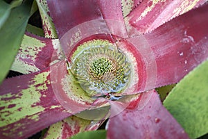 Neoregelia Bromeliads plant