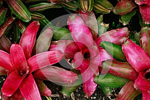 Neoregelia carolinae or blushing bromeliad