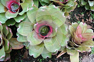 Neoregelia carolinae in the garden