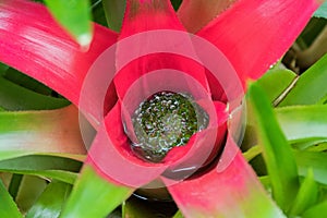 Neoregelia compacta Bromeliad plant with water flooding red green leaves in Tasmania