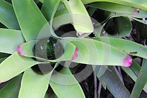 Neoregelia concentrica, Brazilian Bromeliad species, South american species, Native ornamental species photo