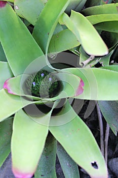 Neoregelia concentrica, Brazilian Bromeliad species, South american species, Native ornamental species photo
