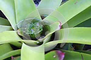 Neoregelia concentrica, Brazilian Bromeliad species, South american species, Native ornamental species photo