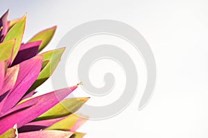 Neoregelia cookie bullis bromeliads plant with white background