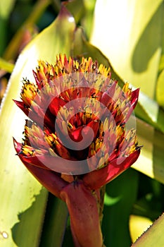 Neoregelia correia-araujoi