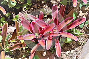 Neoregelia Mini Rosada `anick` in the sun in the garden