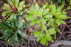 Neoregelia plant, Bromeliaceae in the rock garden