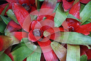 Neoregelia, plant with red and green leafs