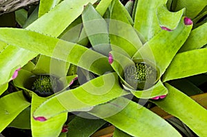 Neoregelia Spectabilis Hybrid pineapple plant.