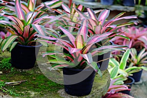 Neoregelia tropical plant