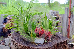 Neoregelia tropical plant