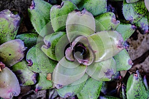 Neoregelia tropical plant in garden