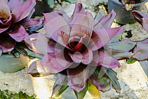 Neoregelia tropical plant in garden