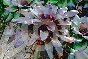 Neoregelia tropical plant in garden