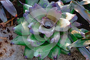 Neoregelia tropical plant in garden