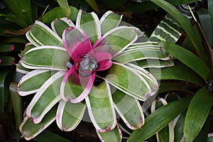 Neoregelia variegated flower photo