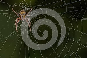 Neoscona Crucifera Spider