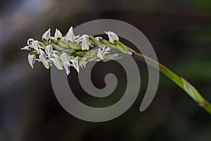 Neotinea maculata is a species of orchids in the genus Neotinea of the Orchidoideae subfamily of the Orchidaceae family