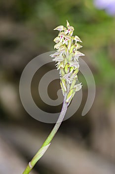 Neotinea maculata is a species of orchids in the genus Neotinea of the Orchidoideae subfamily of the Orchidaceae family