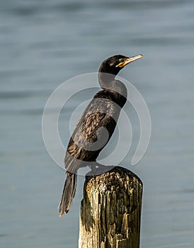 Neotropic Cormorant