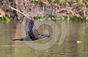 Neotropic Cormorant flies down the Amazon River