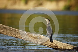 Neotropic Cormorant on Log in River