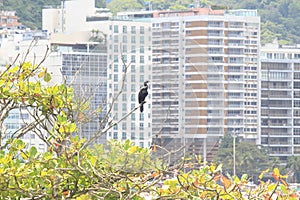 Neotropic cormorant (Nannopterum brasilianum), olivaceous cormorant, biguÃ¡ from Forte de Copacabana, Rio de Janeiro photo