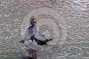 Neotropic Cormorant (Nannopterum brasilianum) perched on a rock in the middle of a pond