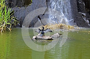 Neotropic cormorant or olivaceous cormorant on lake photo