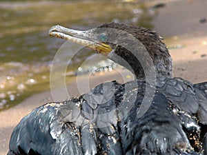 Neotropic cormorant or olivaceous cormorant photo