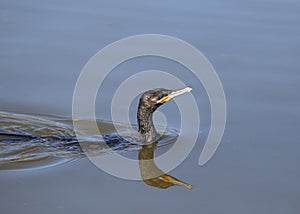 Neotropic Cormorant olivaceous phalacrocorax