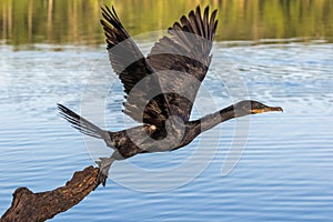 Neotropic cormorant - olivaceous cormorant (Phalacrocorax brasilianus) breaking into flight photo