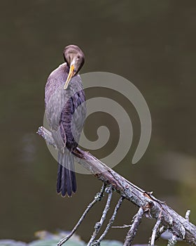 Neotropic cormorant perched in a branch grooming photo